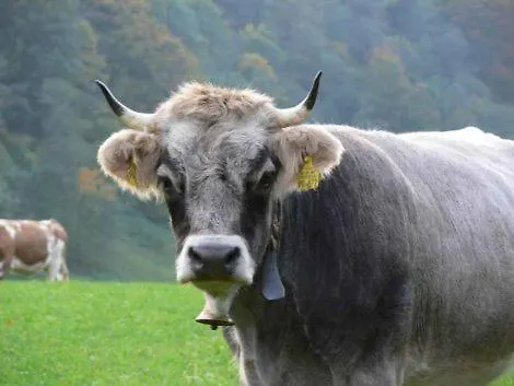 Alpenkette * Garmisch-Partenkirchen